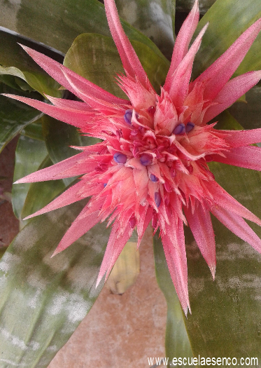 Flor de Cactus