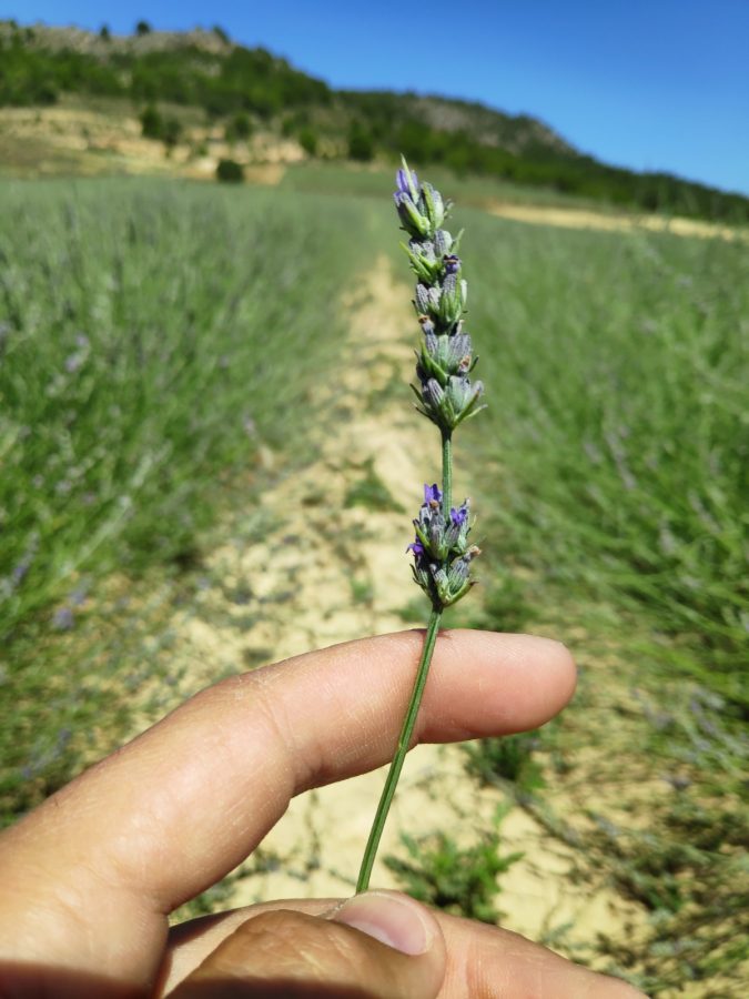 Cómo Tratar la Piel Grasa y el Acné con Aceites Esenciales y Vegetales